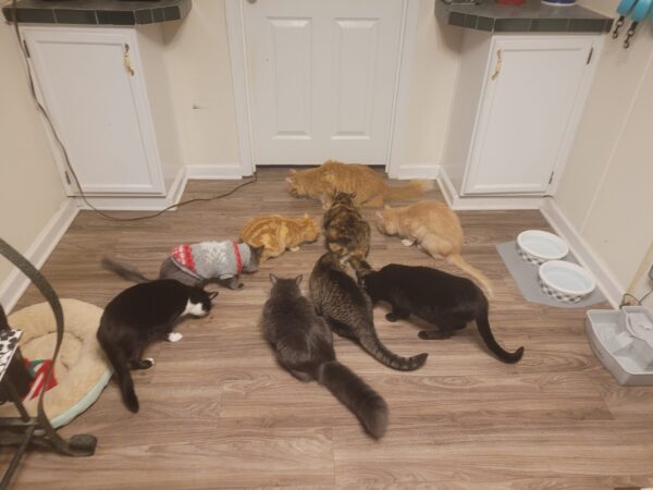Animal loving family looking for their miracle!