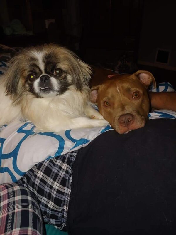 Animal loving family looking for their miracle!